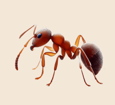 Close up image of Pyramid ant