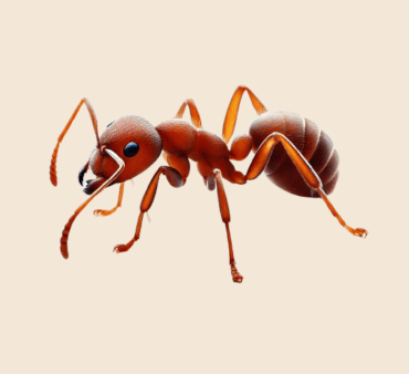 Image of red imported fire ant