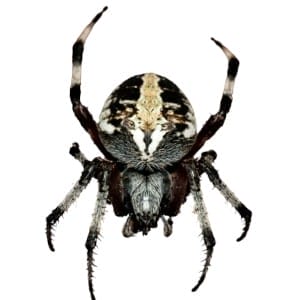 spider-web-black Black and white spider