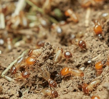 Termites crawling