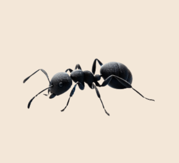 tiny black ant - Only Bugs