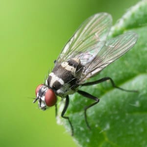 True fly with large compound eyes