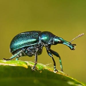 Weevil green beetle