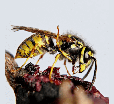 Yellow jacket insect