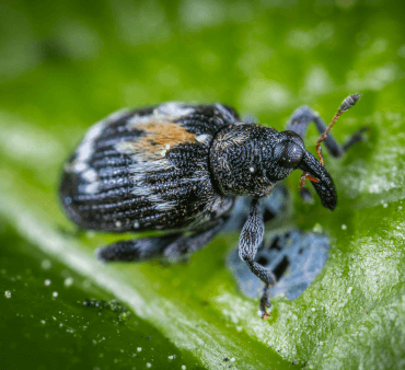 Bean weevil 