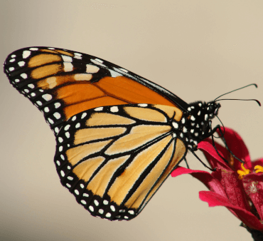 Close up photo of Monarch butterfly