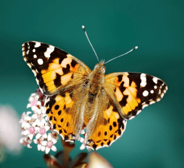 Yellow black Monarch butterfly