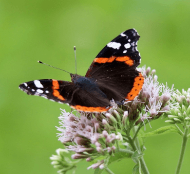 Green background Red admiral butterfly