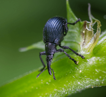 image of black vine weevil