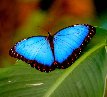 Vibrant Blue Morpho butterfly