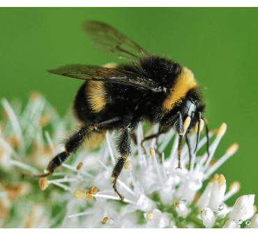 Close up image for bumblebee