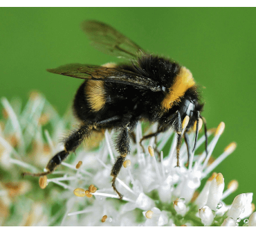 bumble bee - Only Bugs Close up image for bumblebee