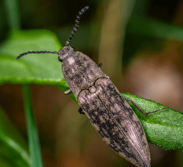 click beetle - Only Bugs Brown Click Beetle
