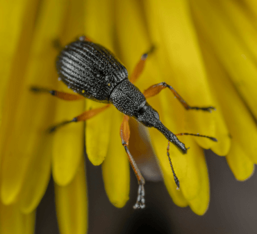 Clover weevil on yellow flower