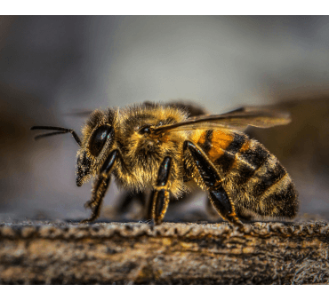 Upclose image of Honeybee