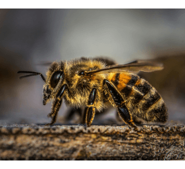 honeybees - Only Bugs Upclose image of Honeybee