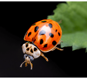 ladybug - Only Bugs Lady bug black and green background