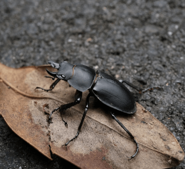 stag-beetle - Only Bugs Black stag beetle