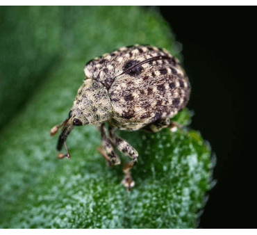 Spotted gray strawberry root weevil