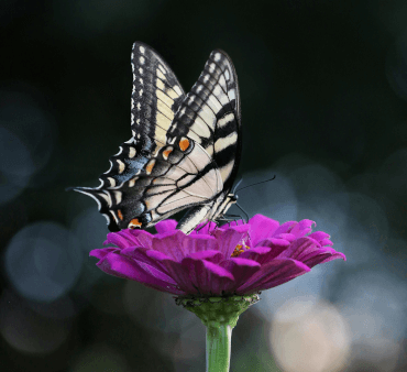 Swallowtail butterfly on the flower