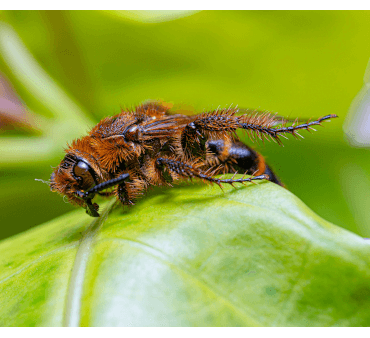 Velvet ant on the leaf