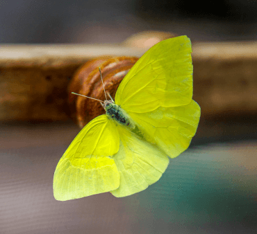 Sulphur Butterfly