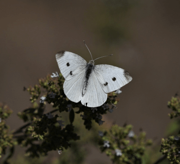 Cabbage white spotted butterfly