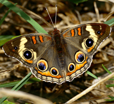 Common buckeye butterfly