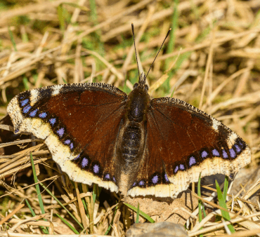 Mourning cloak butterfly