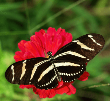 Zebra longwing butterfly