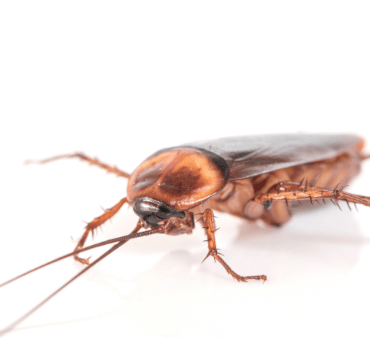 American Cockroach - Only Bugs Transparent Wings