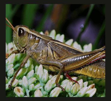 Orange bug on leaf