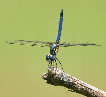 Transparent Wings