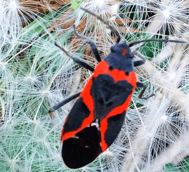 Orange bug on leaf