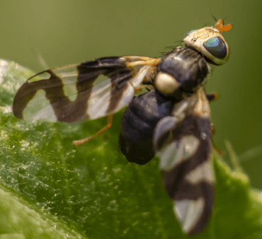 Melon yellow aphids