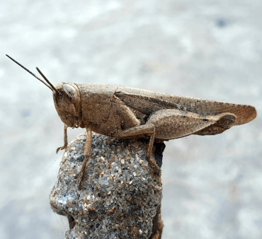 Carolina Grasshopper - Only Bugs Pirate bug on plant