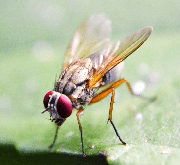 Transparent Wings