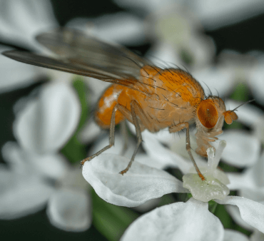 Transparent Wings