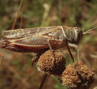 Transparent Wings