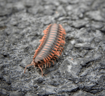 Mite on Leaf