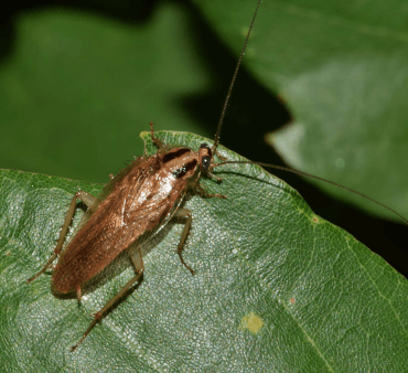 Orange bug on leaf