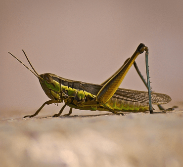 Melon yellow aphids