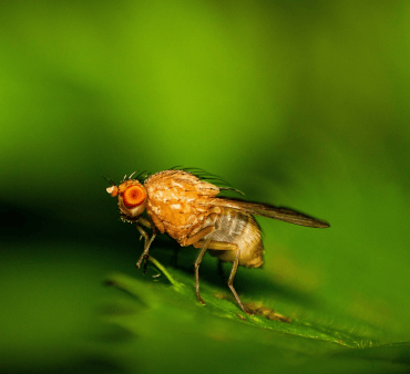 Open Wings ladybug