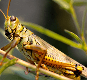 Praying Mantis on wood