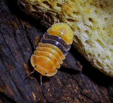 Pill bug - Only Bugs Orange bug on leaf