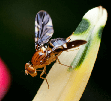 Mite on Leaf