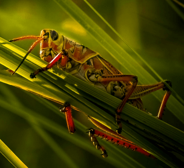 Mite on Leaf