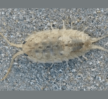Sand fleas - Only Bugs Open Wings ladybug