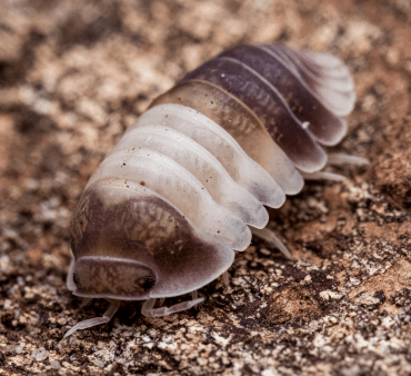 Sow bugs - Only Bugs Transparent Wings