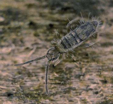 Praying Mantis on wood